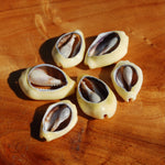 Cut Money Cowrie Shells, Cypraea moneta Cowries, Obi Throwing