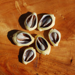 Cut Money Cowrie Shells, Cypraea moneta Cowries, Obi Throwing