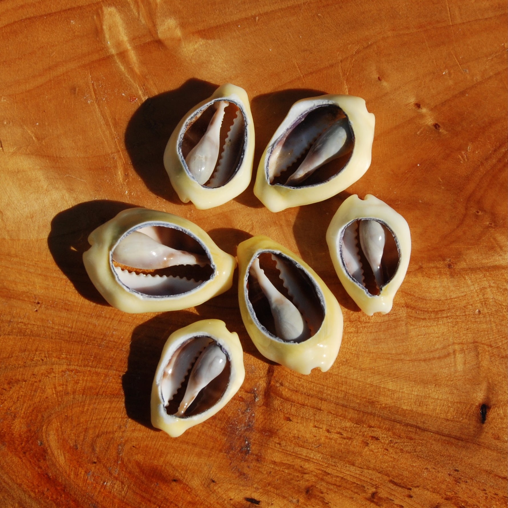 Cut Money Cowrie Shells, Cypraea moneta Cowries, Obi Throwing
