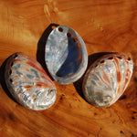 Polished Red Abalone Shell, 2 to 3 Inch Iridescent Mother of Pearl Seashell