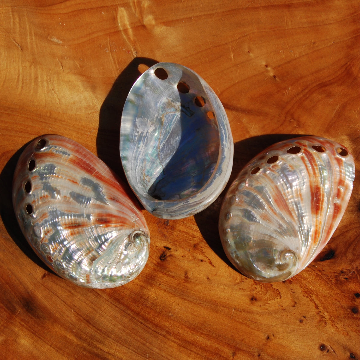 Polished Red Abalone Shell, 2 to 3 Inch Iridescent Mother of Pearl Seashell