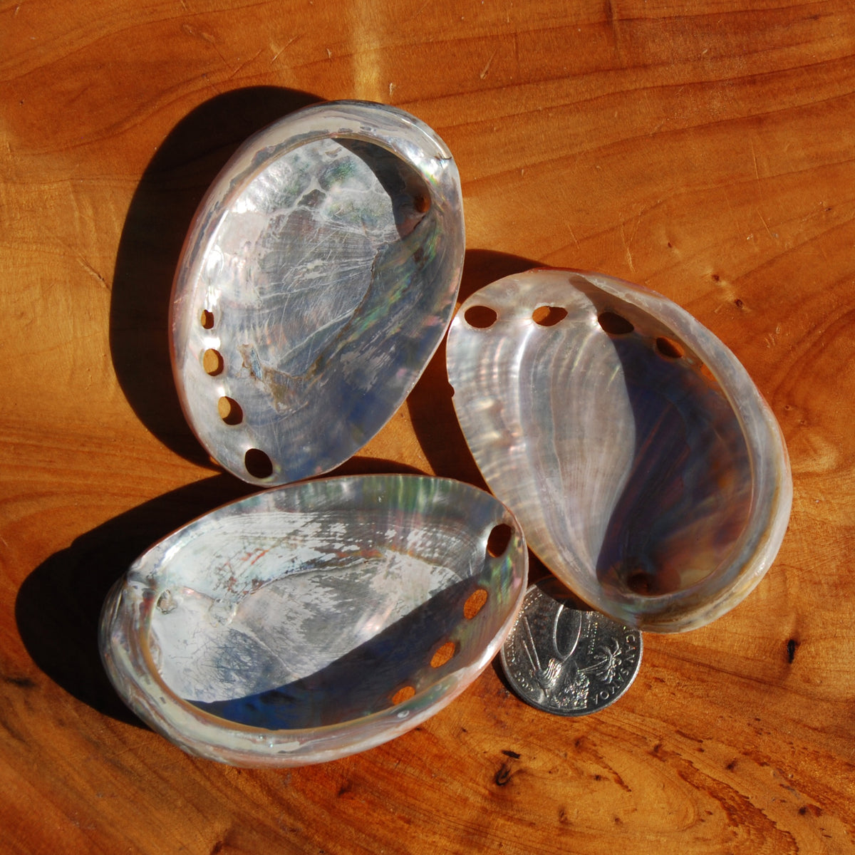 Polished Red Abalone Shell, 2 to 3 Inch Iridescent Mother of Pearl Seashell