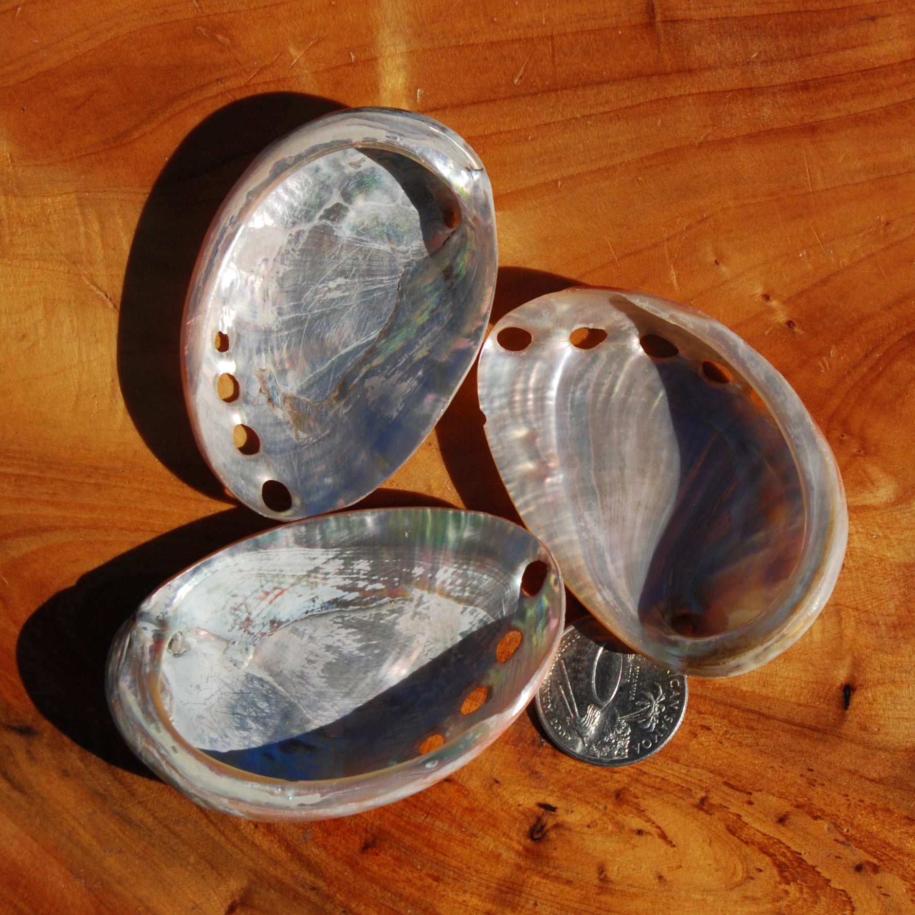 Polished Red Abalone Shell, 2 to 3 Inch Iridescent Mother of Pearl Seashell