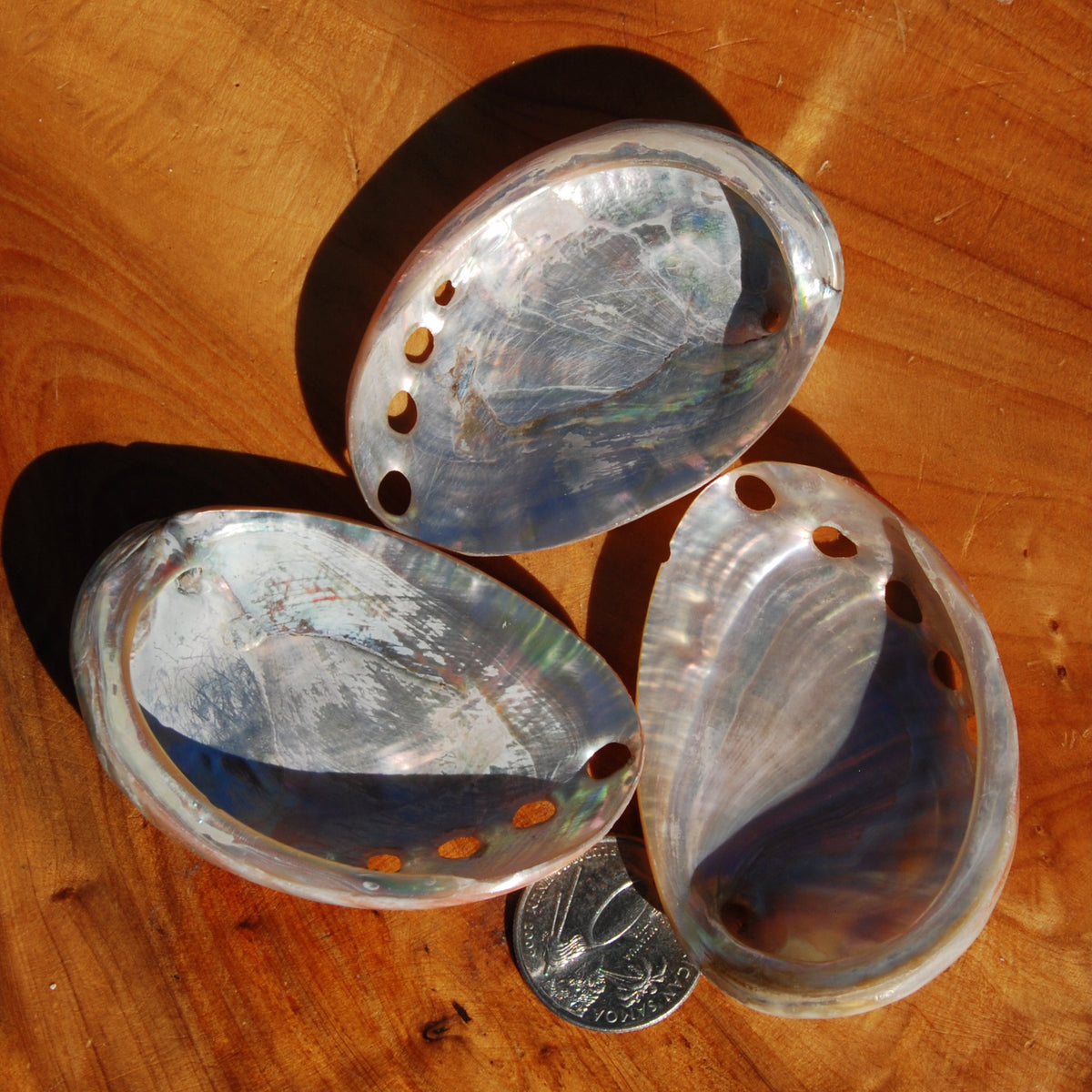 Polished Red Abalone Shell, 2 to 3 Inch Iridescent Mother of Pearl Seashell