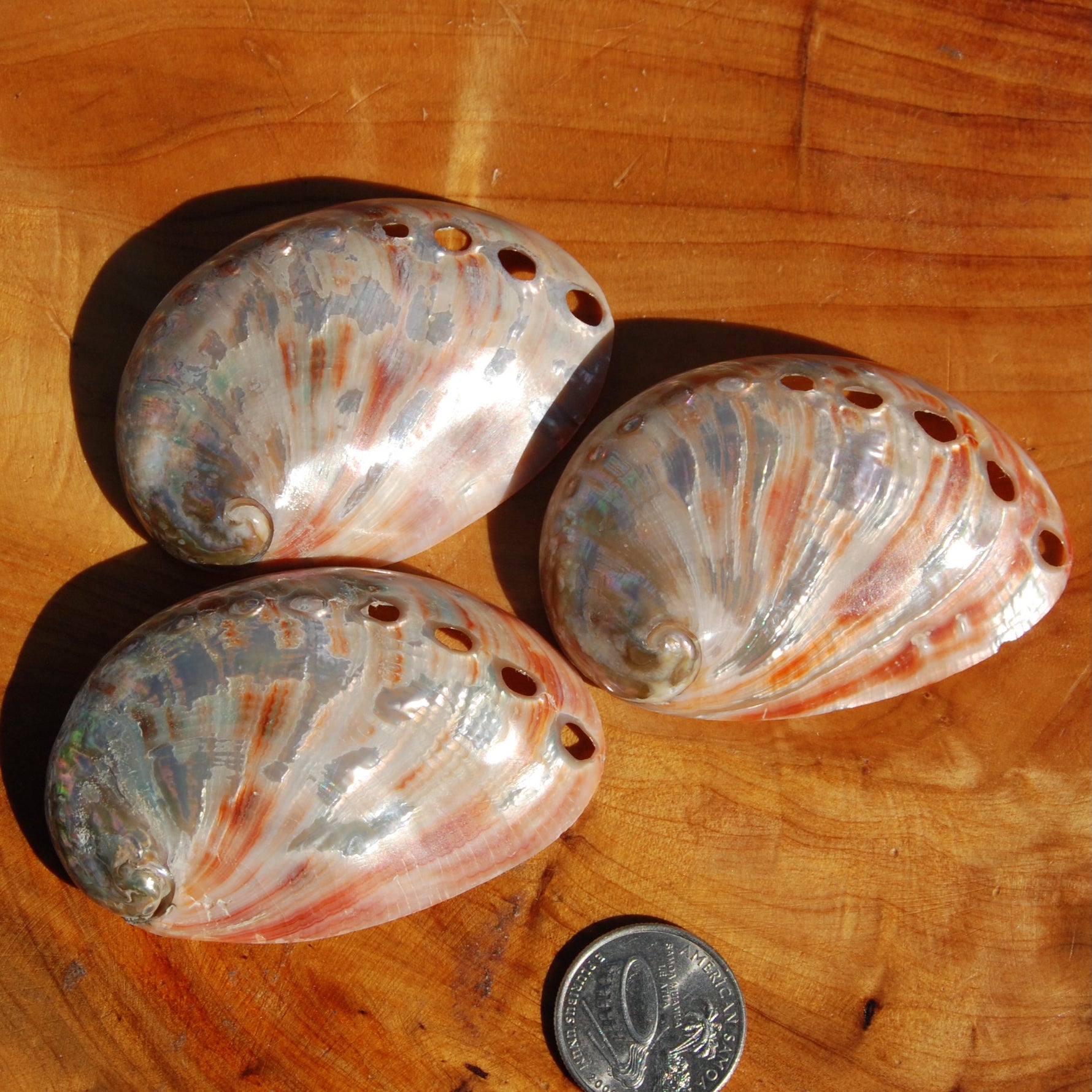 Polished Red Abalone Shell, 2 to 3 Inch Iridescent Mother of Pearl Seashell