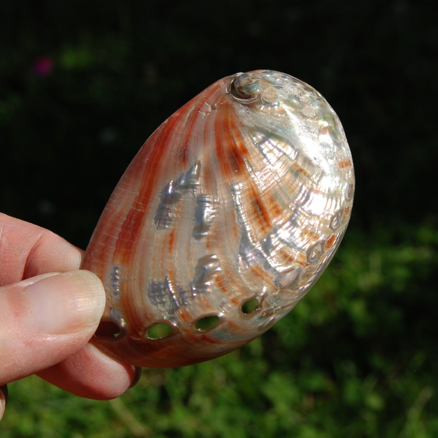 Polished Red Abalone Shell, 2 to 3 Inch Iridescent Mother of Pearl Seashell