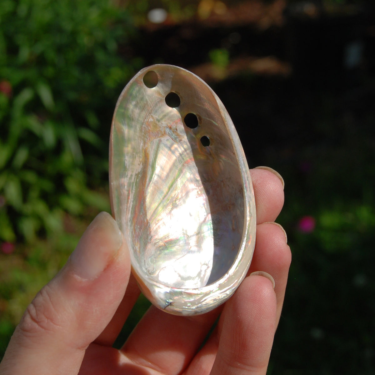 Polished Red Abalone Shell, 2 to 3 Inch Iridescent Mother of Pearl Seashell