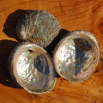 Threaded Abalone Shell 3-4in Natural Seashell Coastal Decor