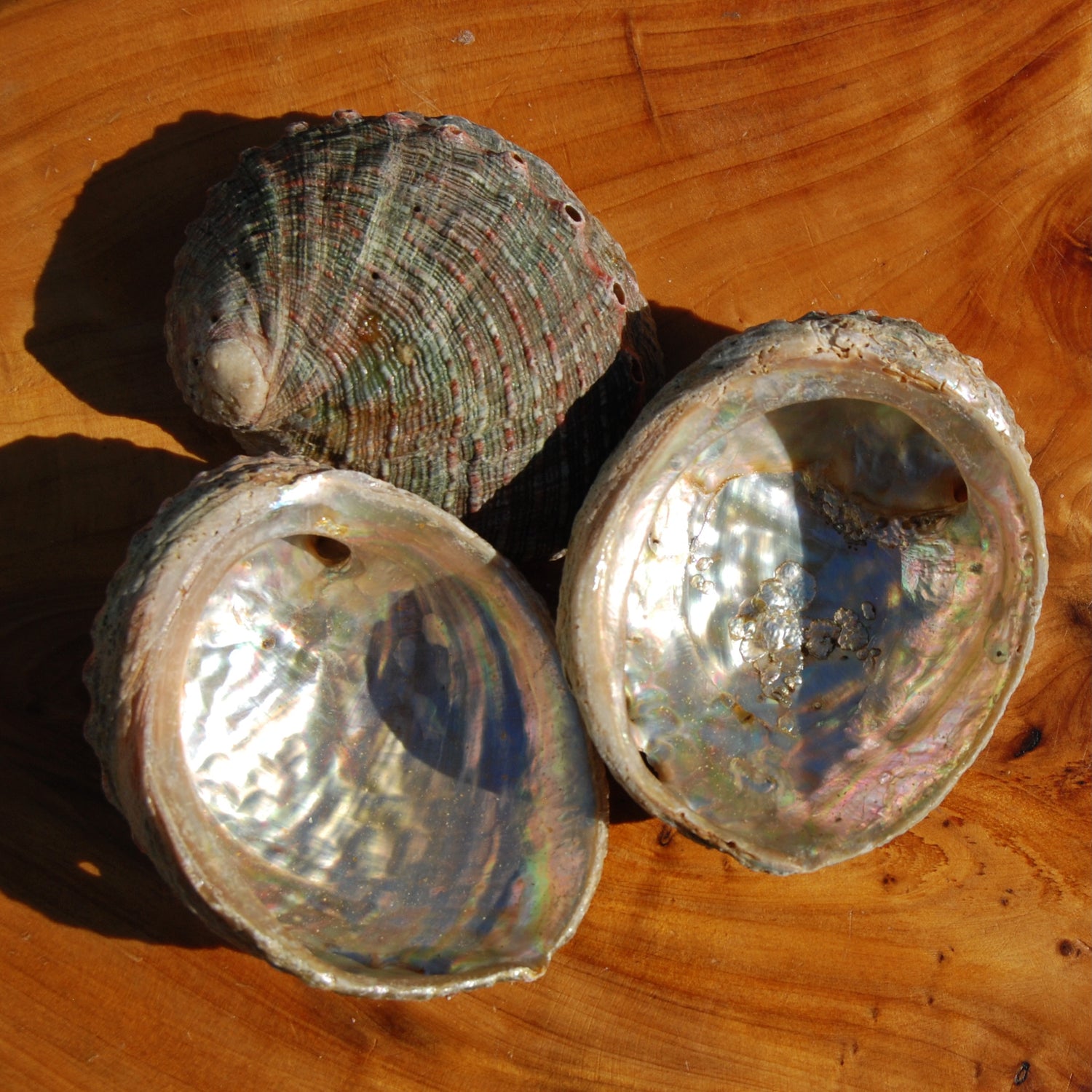 Threaded Abalone Shell 3-4in Natural Seashell Coastal Decor