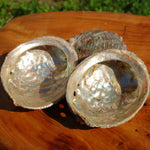 Threaded Abalone Shell 3-4in Natural Seashell Coastal Decor