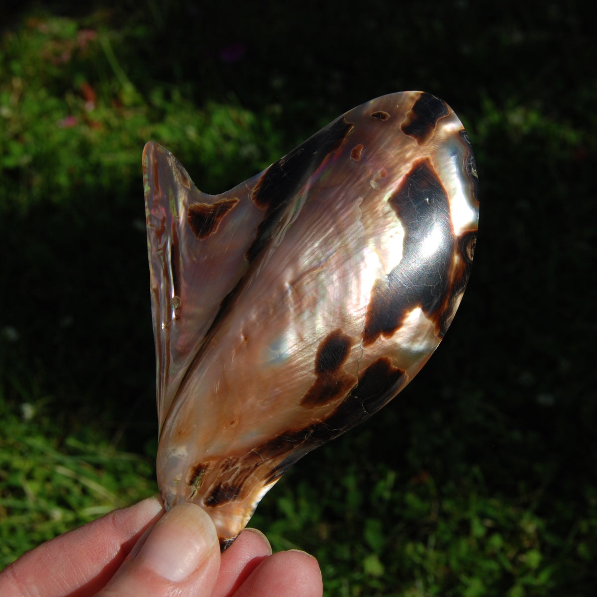 Polished Brown Lip Oyster Shell 4-5 inch Mother of Pearl Decor