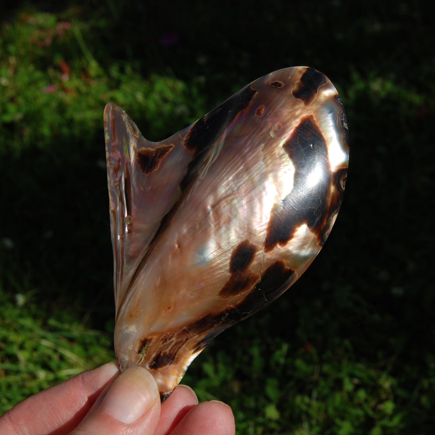 Polished Brown Lip Oyster Shell 4-5 inch Mother of Pearl Decor