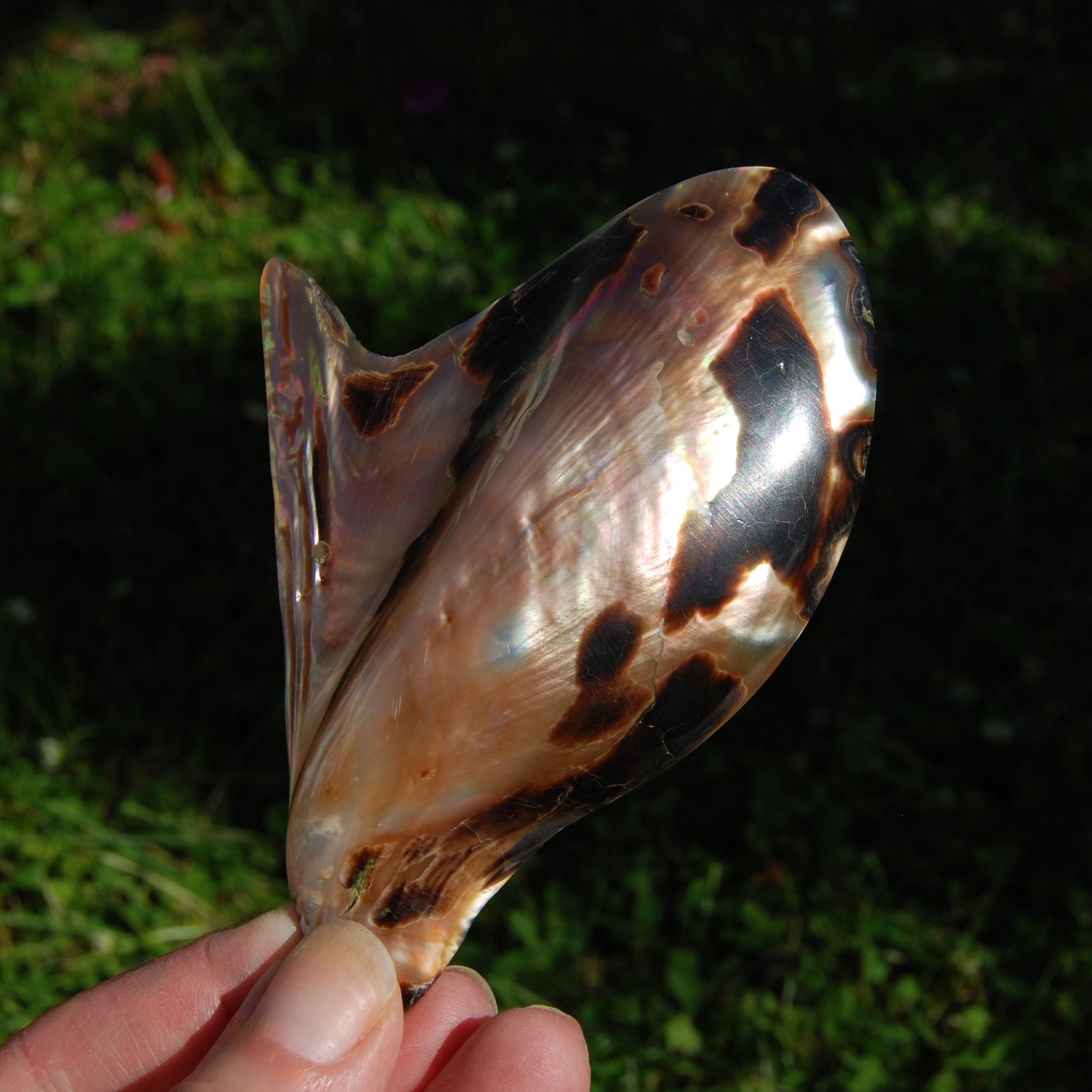 Polished Brown Lip Oyster Shell 4-5 inch Mother of Pearl Decor