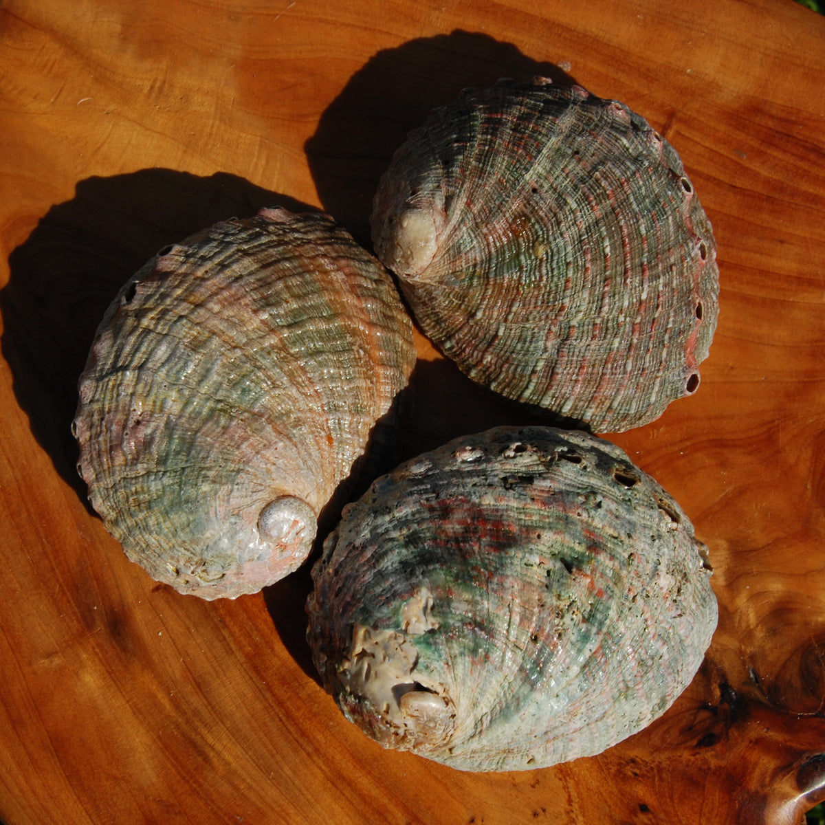 Threaded Abalone Shell 3-4in Natural Seashell Coastal Decor