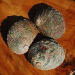 Threaded Abalone Shell 3-4in Natural Seashell Coastal Decor