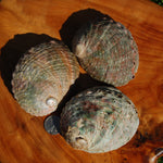 Threaded Abalone Shell 3-4in Natural Seashell Coastal Decor