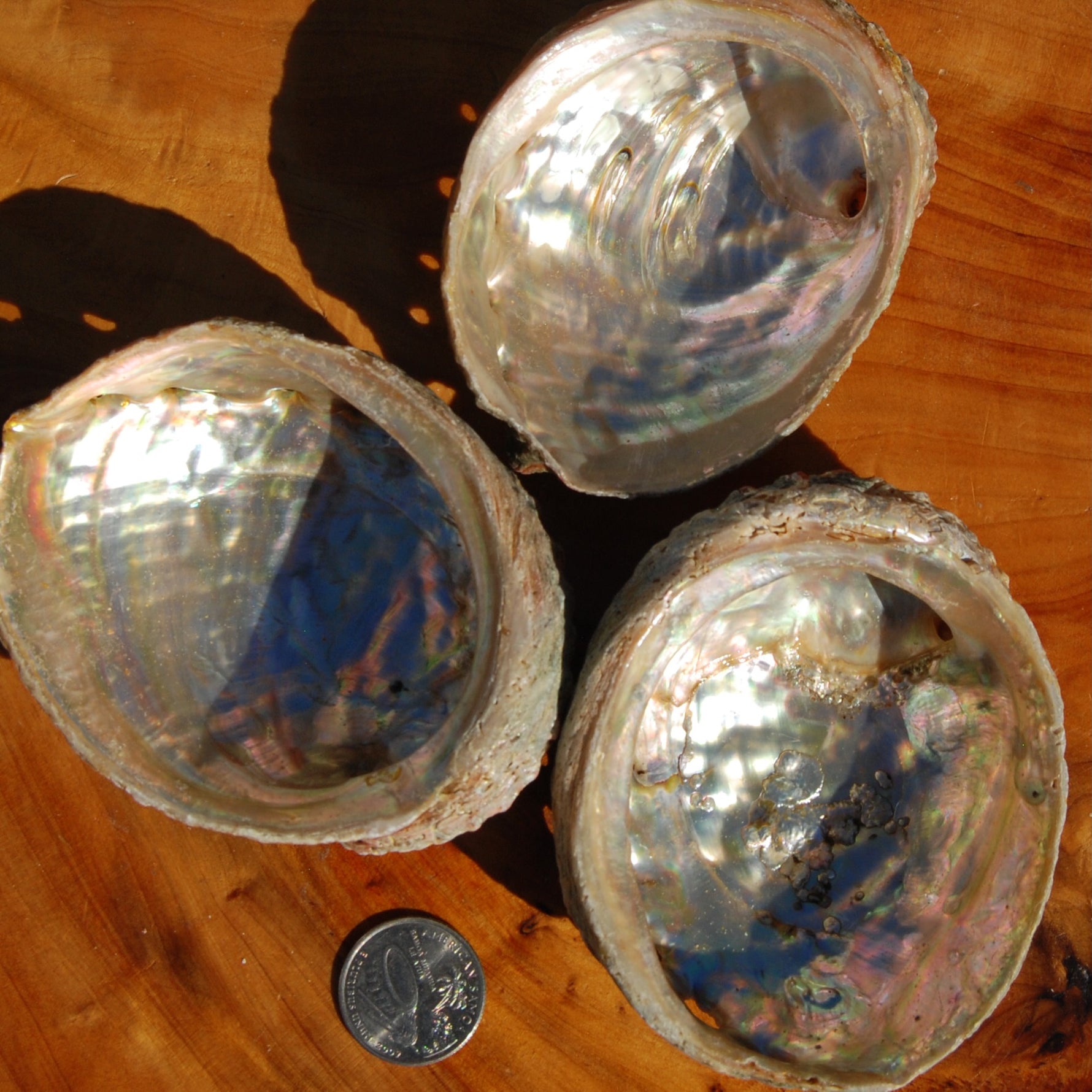 Threaded Abalone Shell 3-4in Natural Seashell Coastal Decor