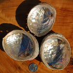 Threaded Abalone Shell 3-4in Natural Seashell Coastal Decor