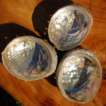Threaded Abalone Shell 3-4in Natural Seashell Coastal Decor