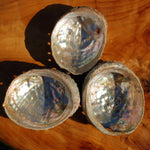 Threaded Abalone Shell 3-4in Natural Seashell Coastal Decor