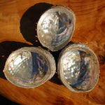 Threaded Abalone Shell 3-4in Natural Seashell Coastal Decor