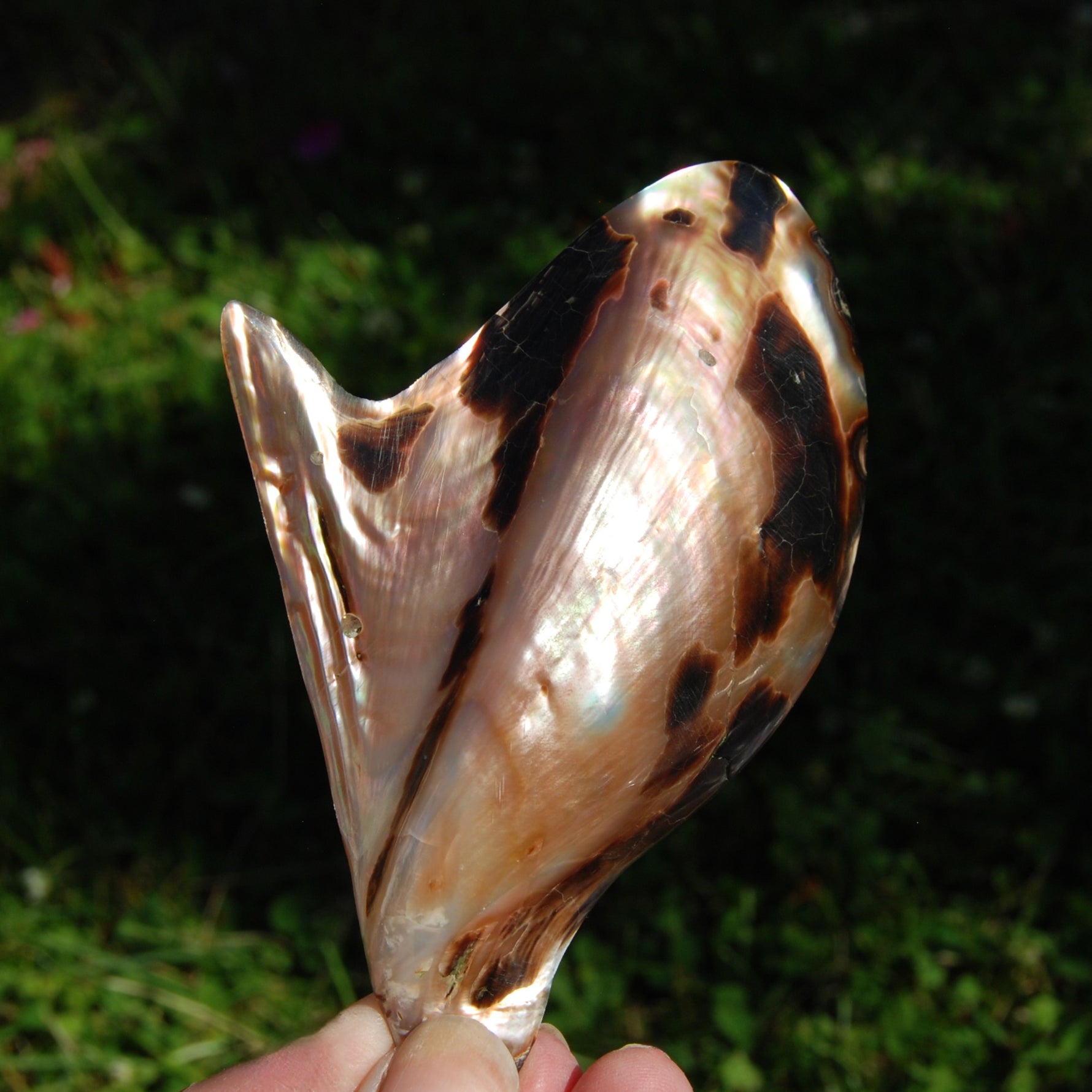 Polished Brown Lip Oyster Shell 4-5 inch Mother of Pearl Decor