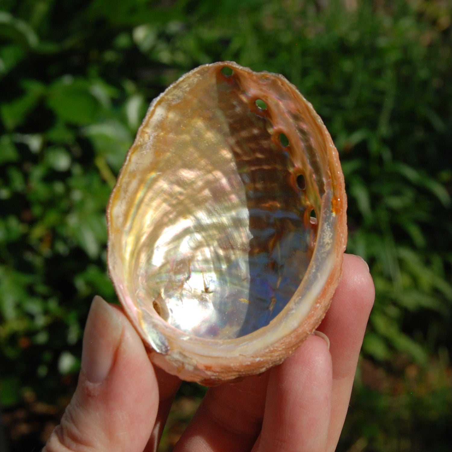 ONE Abalone Shell 2-3in Natural Seashell Coastal Decor