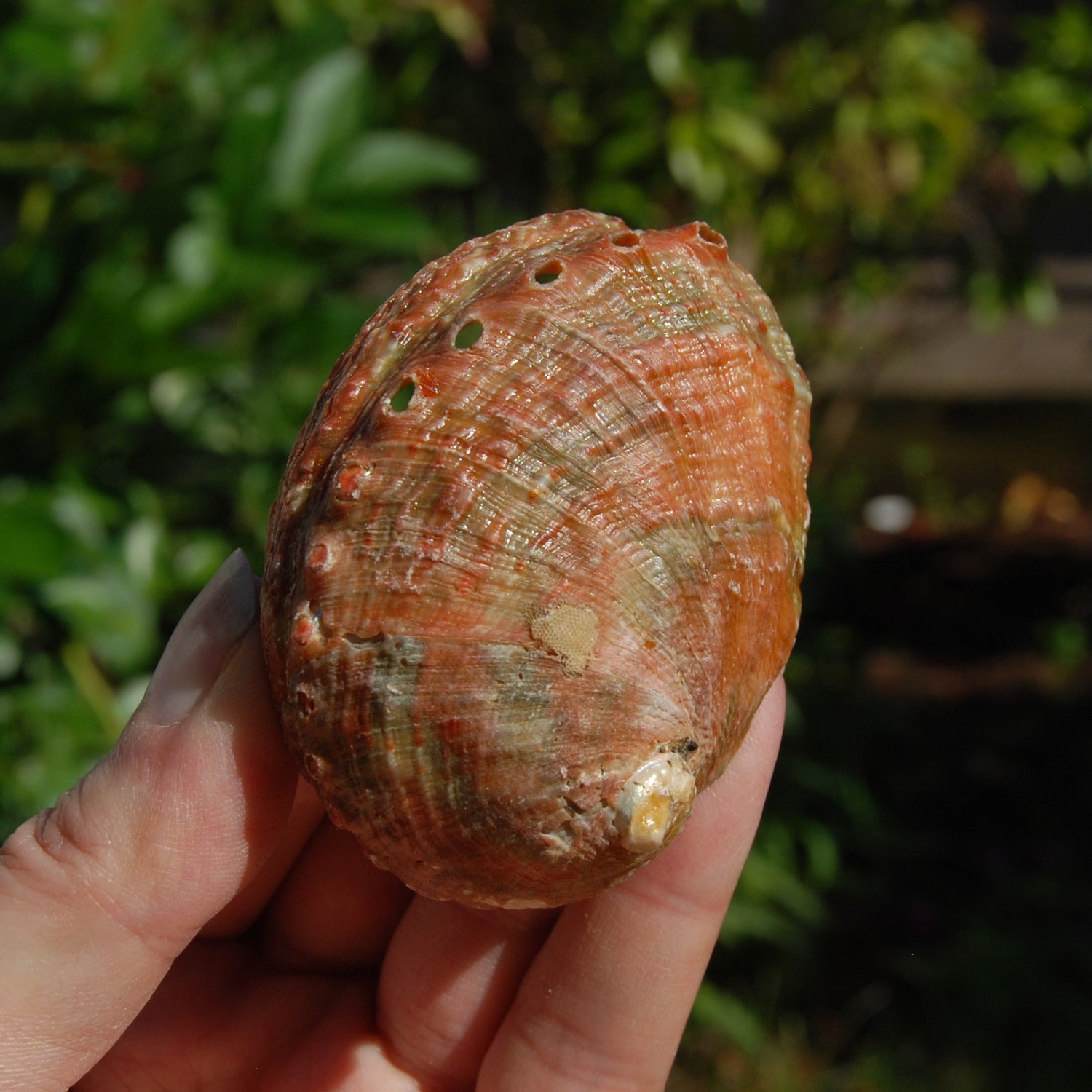 ONE Abalone Shell 2-3in Natural Seashell Coastal Decor