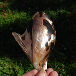 Polished Brown Lip Oyster Shell 4-5 inch Mother of Pearl Decor