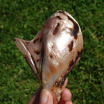Polished Brown Lip Oyster Shell 4-5 inch Mother of Pearl Decor