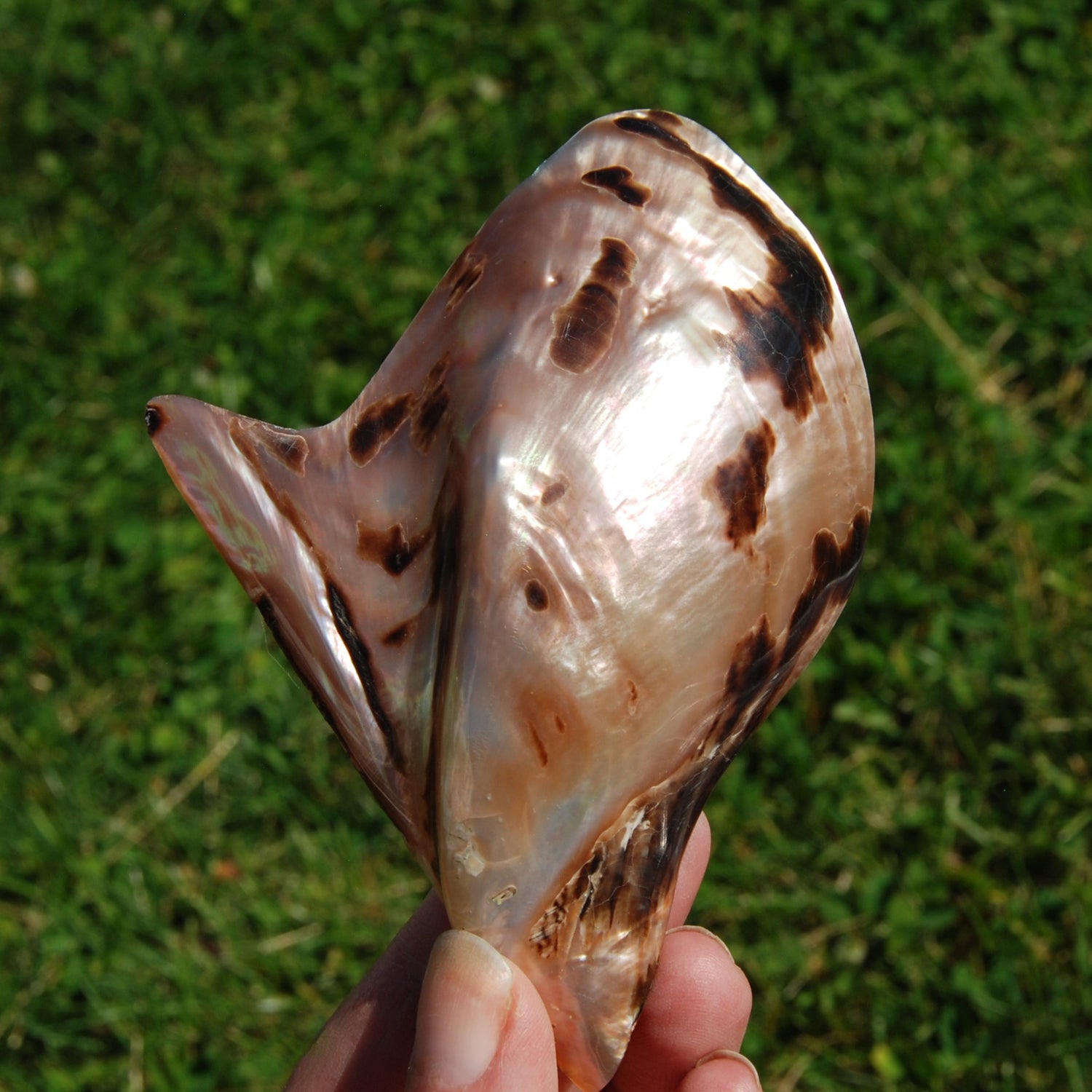 Polished Brown Lip Oyster Shell 4-5 inch Mother of Pearl Decor