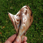 Polished Brown Lip Oyster Shell 4-5 inch Mother of Pearl Decor