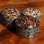 Tiger Cowrie Shell Trinket Box 2.5in Mother of Pearl Box