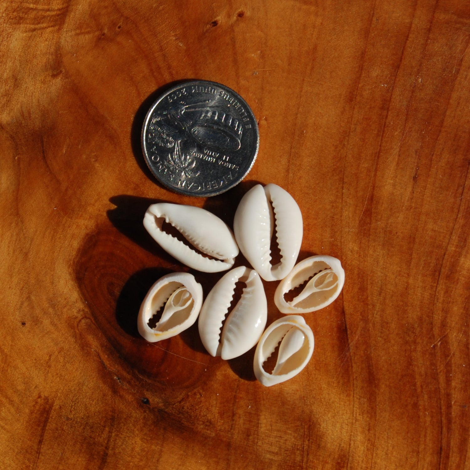 Small Cut Money Cowrie Shells, Cypraea moneta Cowries, Obi Throwing