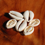 Small Cut Money Cowrie Shells, Cypraea moneta Cowries, Obi Throwing