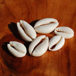 Small Cut Money Cowrie Shells, Cypraea moneta Cowries, Obi Throwing