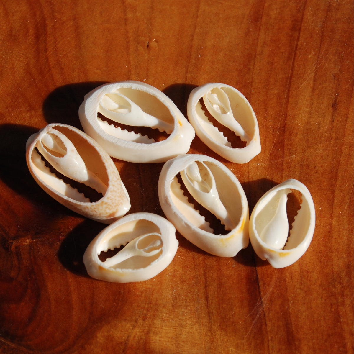 Small Cut Money Cowrie Shells, Cypraea moneta Cowries, Obi Throwing