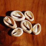 Small Cut Money Cowrie Shells, Cypraea moneta Cowries, Obi Throwing