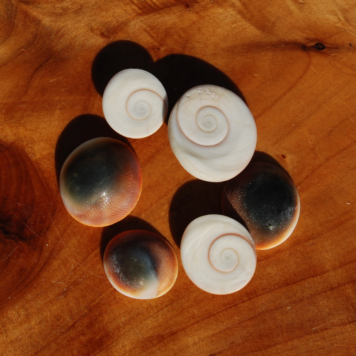 Pacific Cat's Eye Operculum Seashells