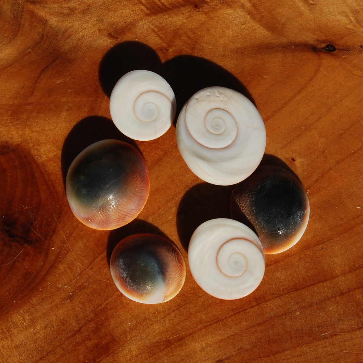 Pacific Cat's Eye Operculum Shells