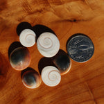 Pacific Cat's Eye Operculum Seashells
