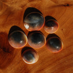 Pacific Cat's Eye Operculum Shells