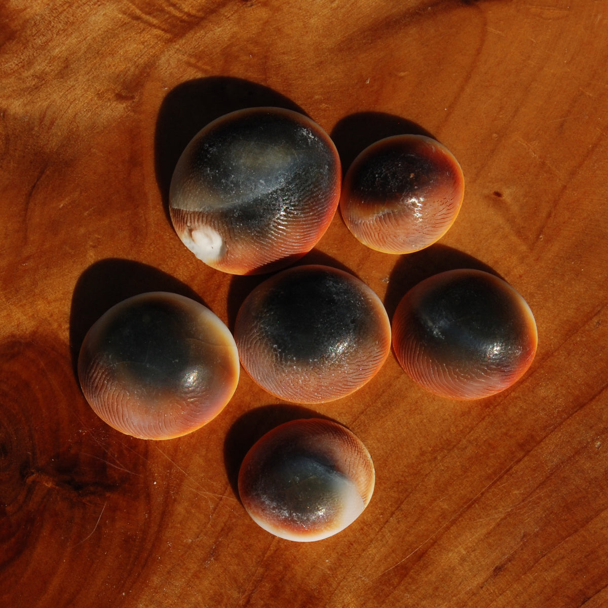 Pacific Cat's Eye Operculum Shells