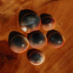Pacific Cat's Eye Operculum Shells