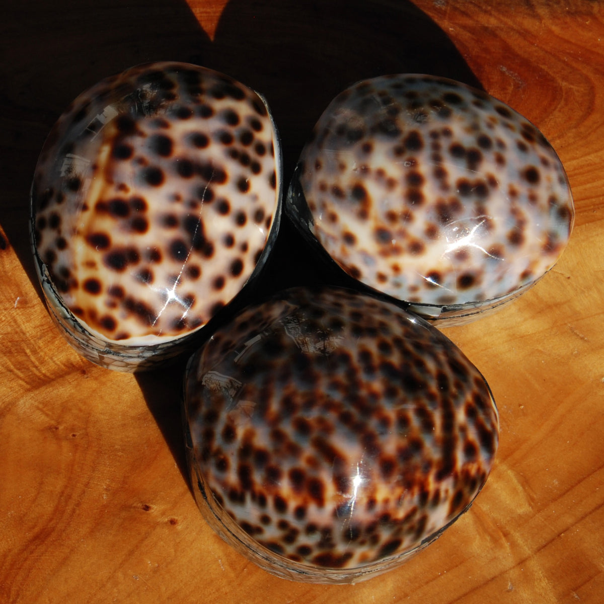 Tiger Cowrie Shell Trinket Box 2.5in Mother of Pearl Box