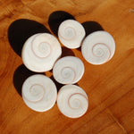 Pacific Cat's Eye Operculum Shells