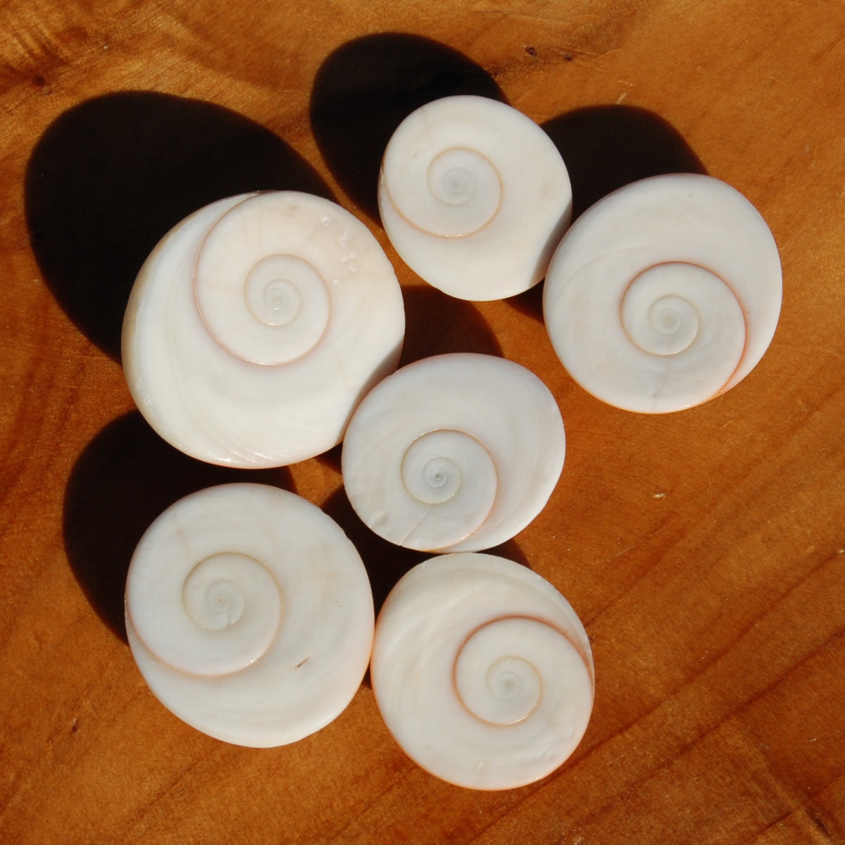 Pacific Cat's Eye Operculum Shells