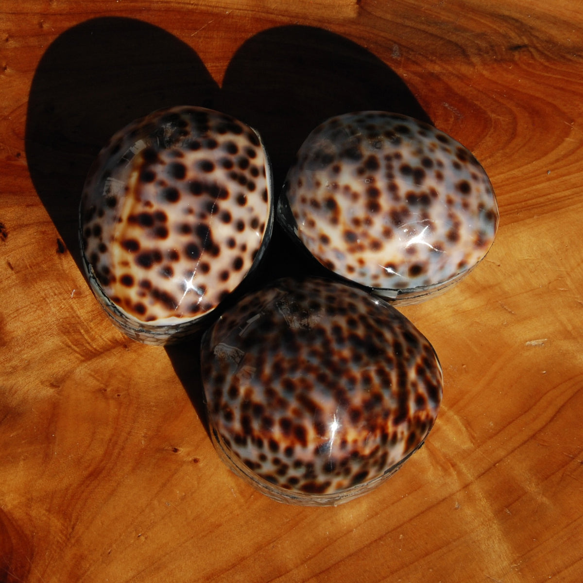 Tiger Cowrie Shell Trinket Box 2.5in Mother of Pearl Box