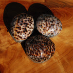 Tiger Cowrie Shell Trinket Box 2.5in Mother of Pearl Box