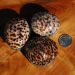 Tiger Cowrie Shell Trinket Box 2.5in Mother of Pearl Box